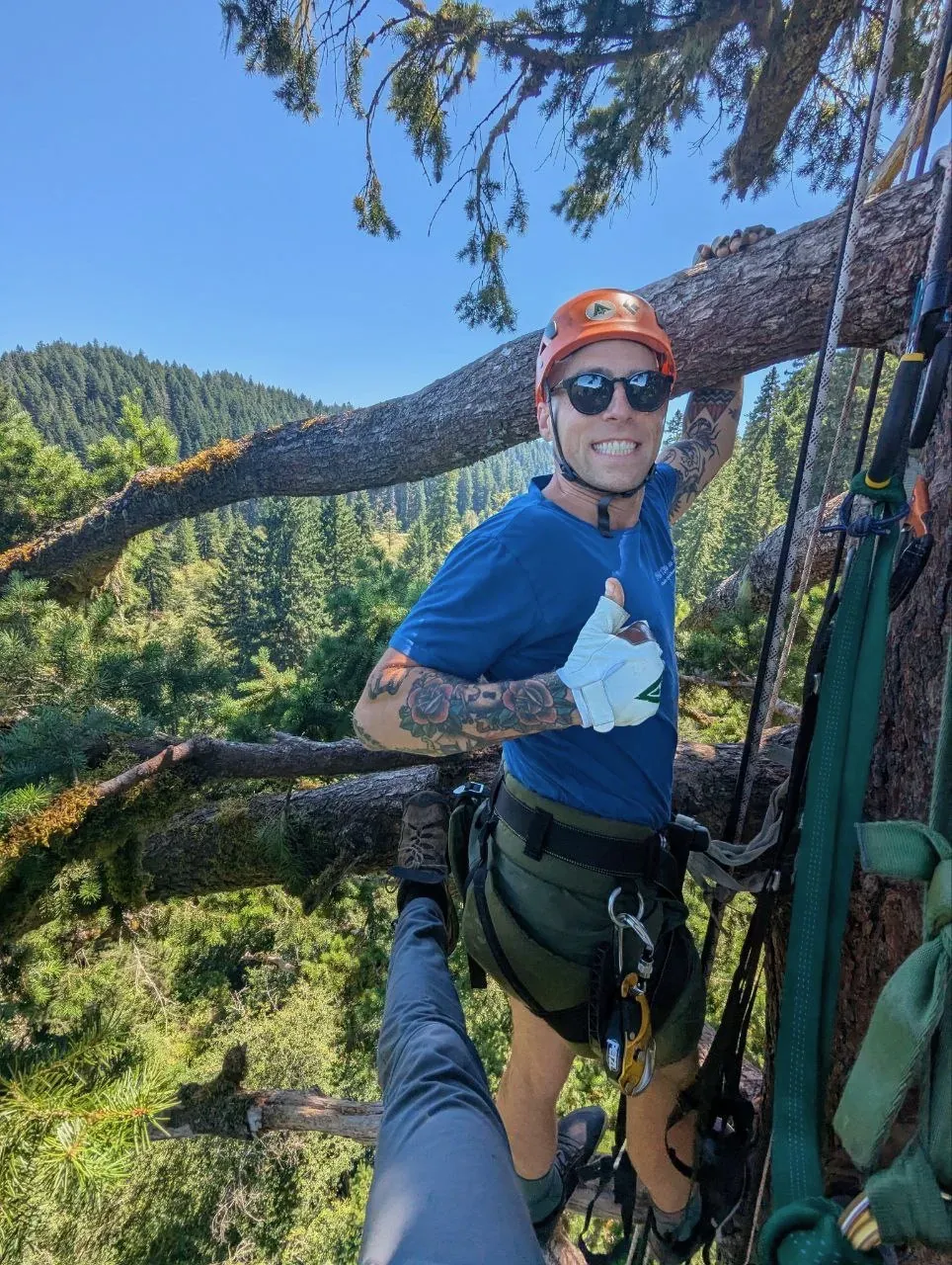 Adam Shumaker in a climbing harness high in an old-growth tree above the forest