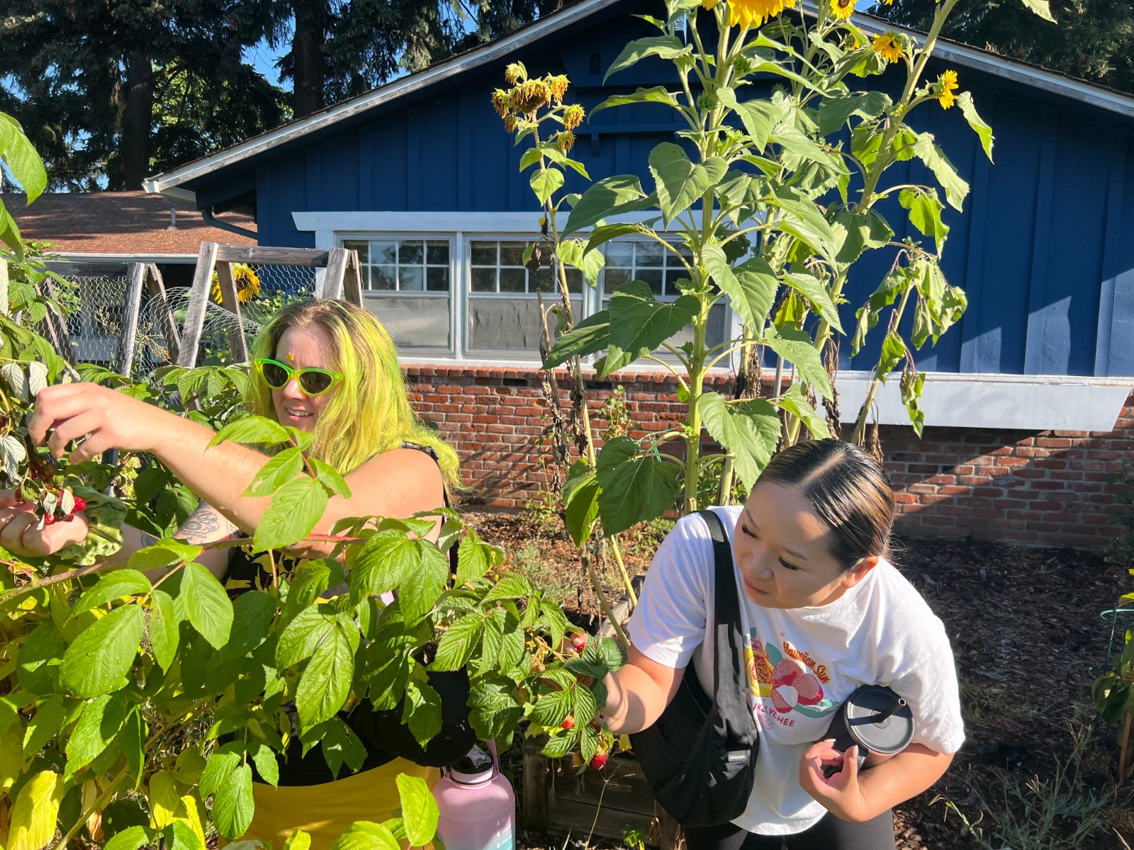 Two friends picking raspberries in a backyard garden with tall sunflowers.
