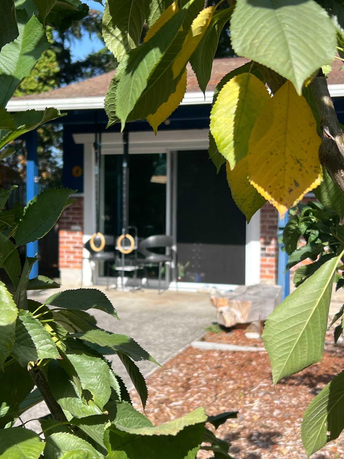 The studio entrance framed by cherry leaves just starting to turn yellow.